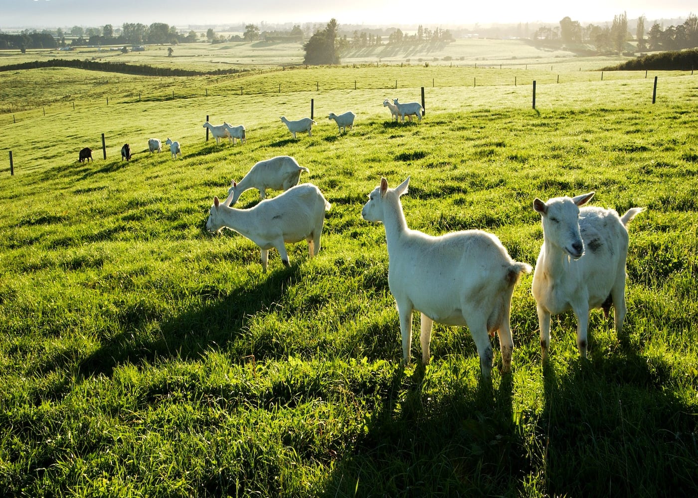baby formula karihome goats in new zealand