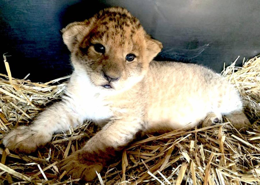 covid-19 cute animals therapy phoenix the baby lion
