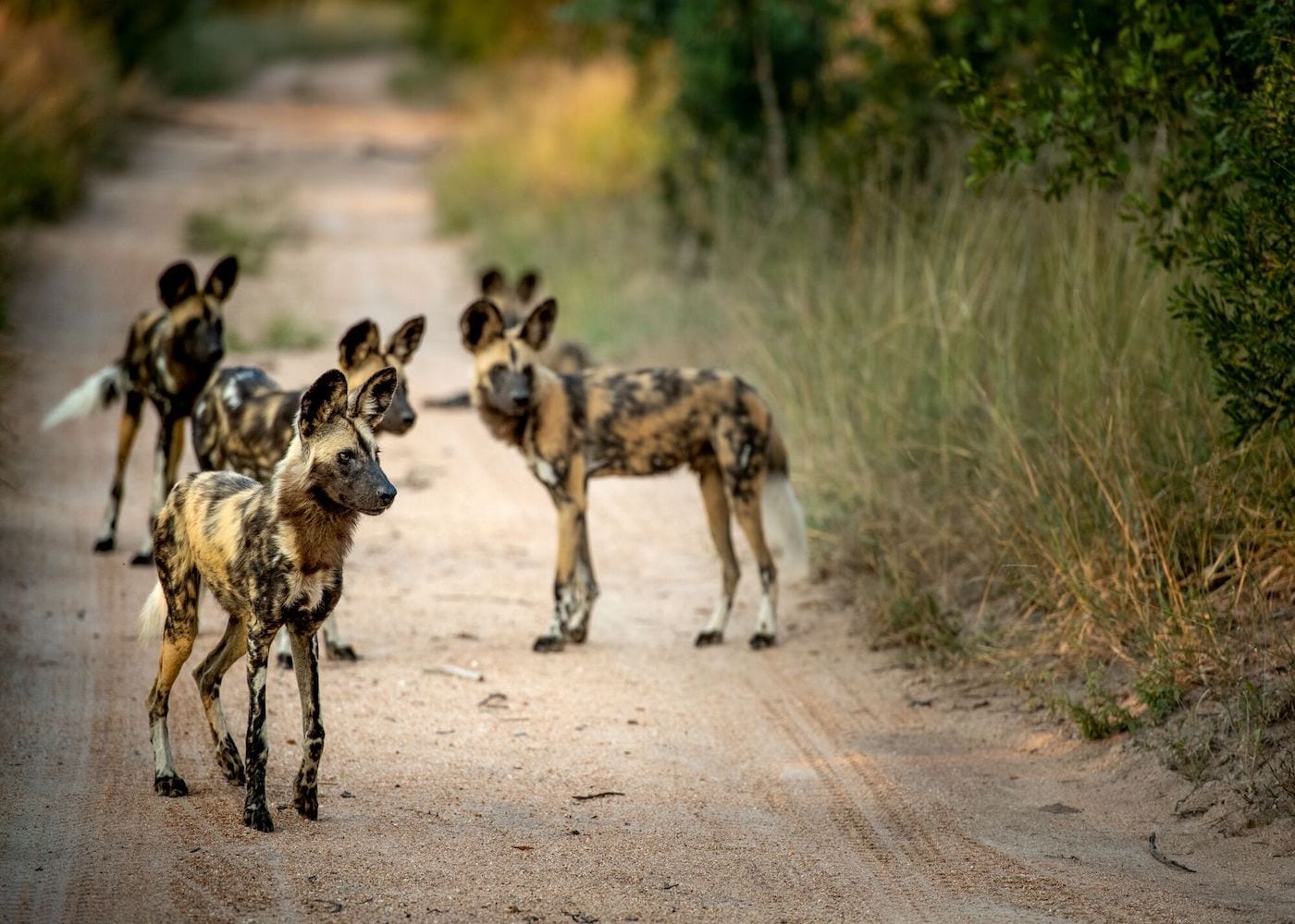 covid-19 cute animals therapy wild dogs singita