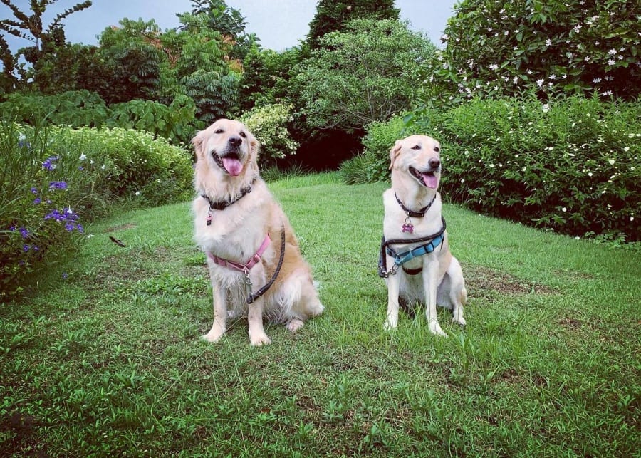 PAWsibility dogs therapy Singapore