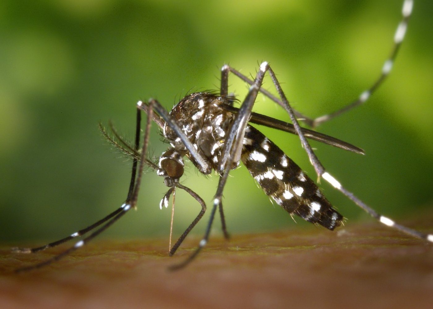 Dengue in Singapore: guide to symptoms, prevention and home treatments