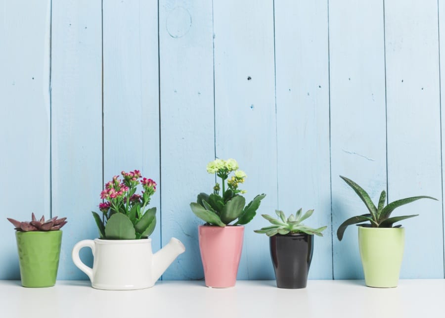 best plants to grow indoors in Singapore