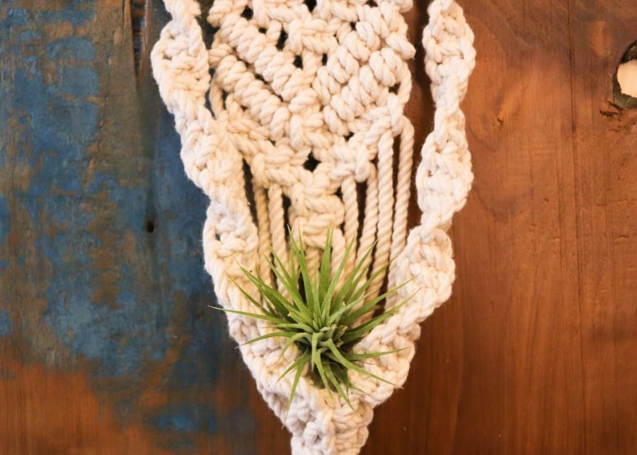 Air plant | Indoor plants