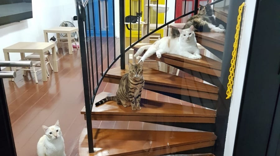 Catopia | Cat and dog cafes in Singapore