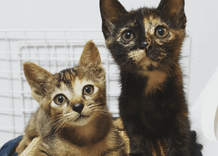 Cat Welfare Society volunteer charity singapore