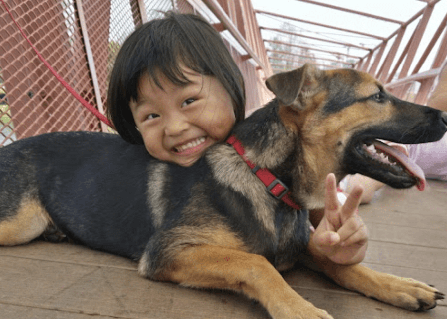 HOPE Dog Rescure charity volunteer singapore