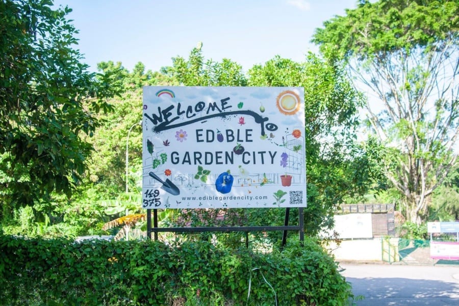 farm-visits-in-singapore-with-kids-Citizen-Farm