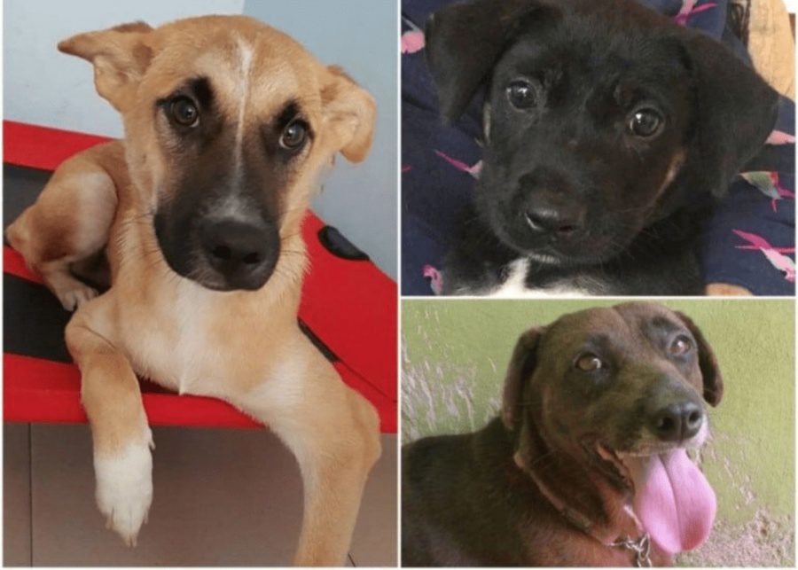 ASD | Adopting a pet in Singapore