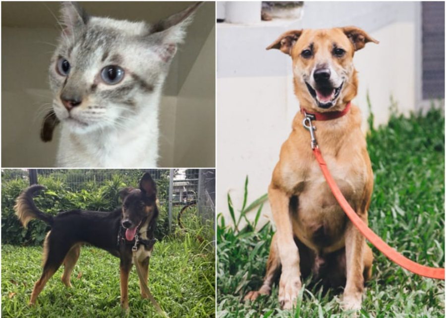 SPCA | Adopting a pet in Singapore