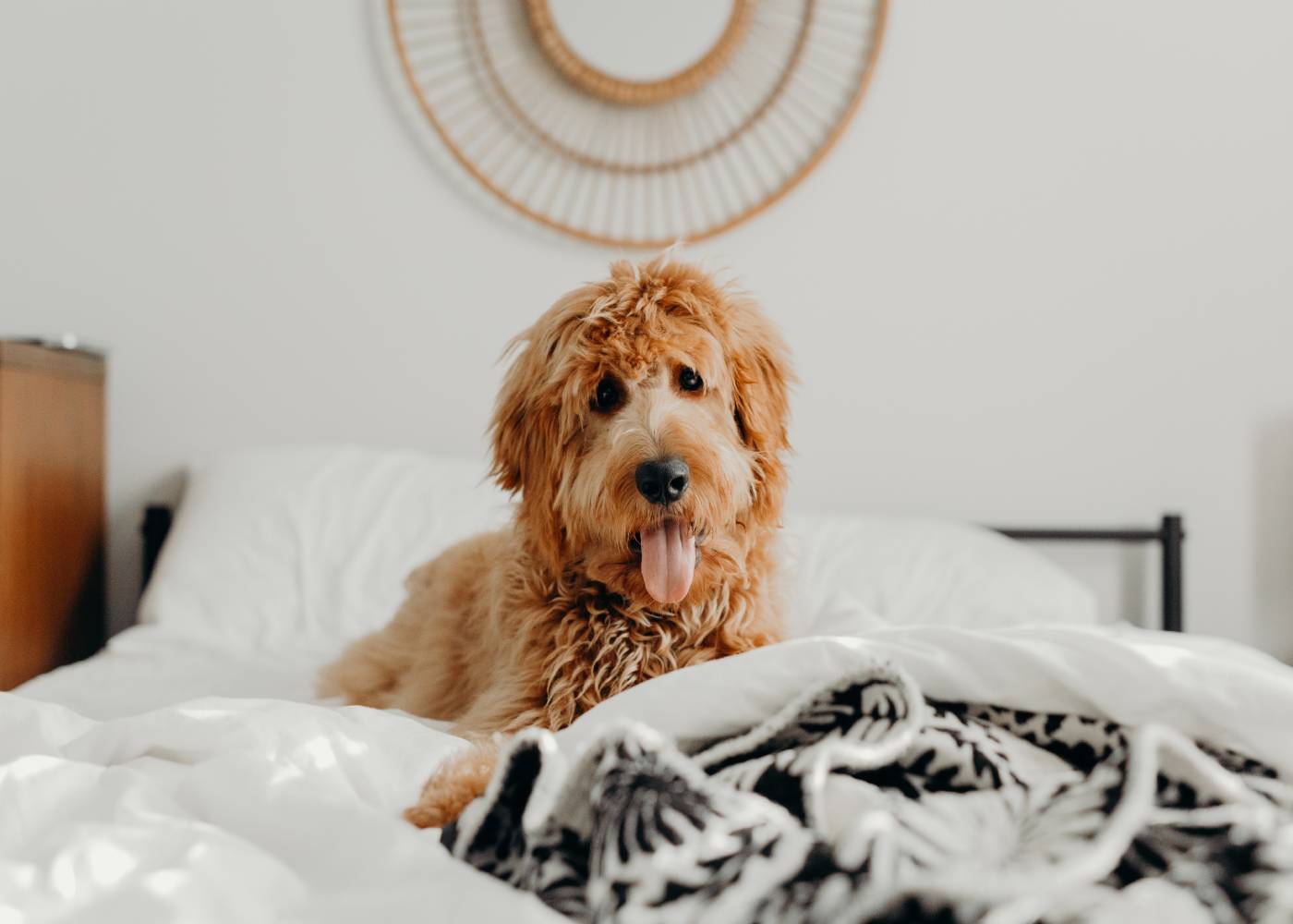 Pat a dog! Self-care for mums
