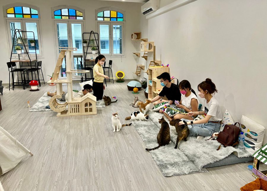 Cat Paradise | Cat and dog cafes in Singapore