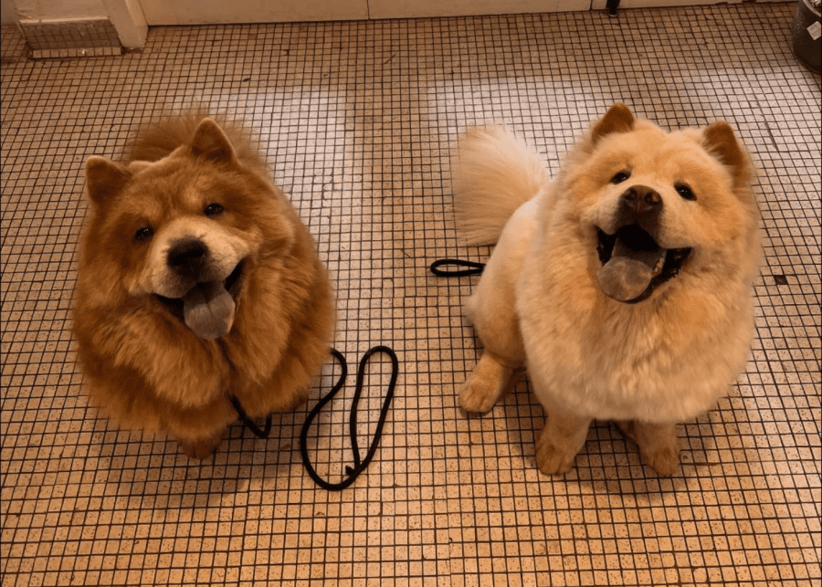 Chow Cute Cafe | Cat and dog cafes in Singapore