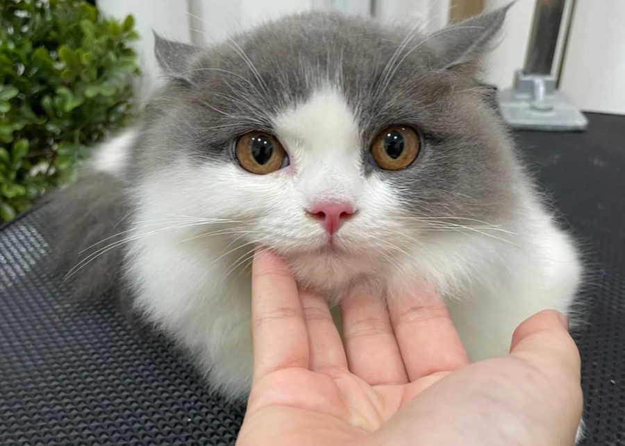 Nekotown | Cat and dog cafes in Singapore