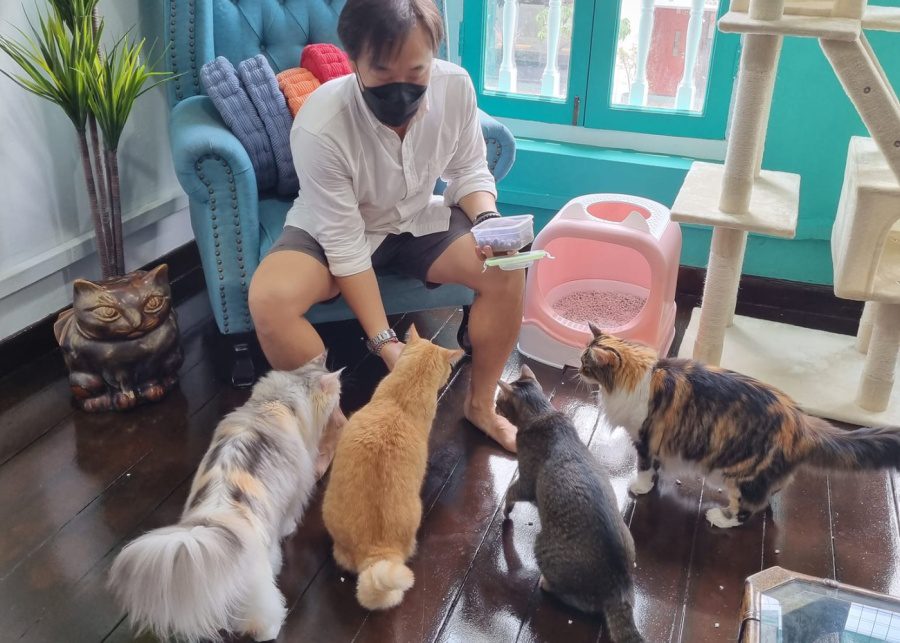 The Cat Museum | Cat and dog cafes in Singapore