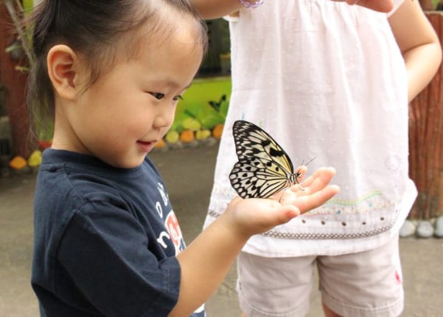 Butterfly Park & Insect Kingdom with singaporediscover vouchers