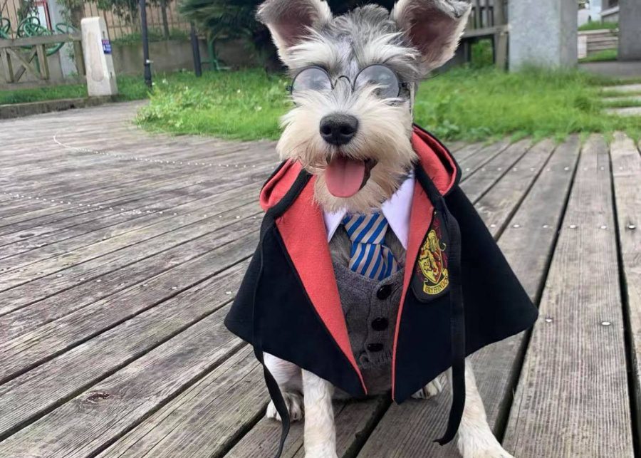 Dress a Pet | Dog-friendly places in Singapore