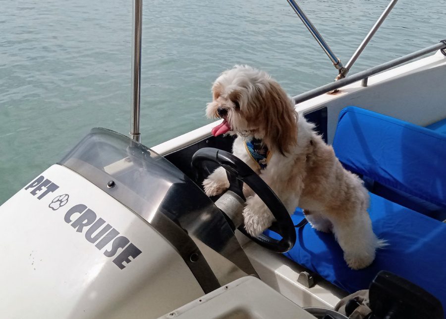 Pet Cruise | Dog-friendly places in Singapore