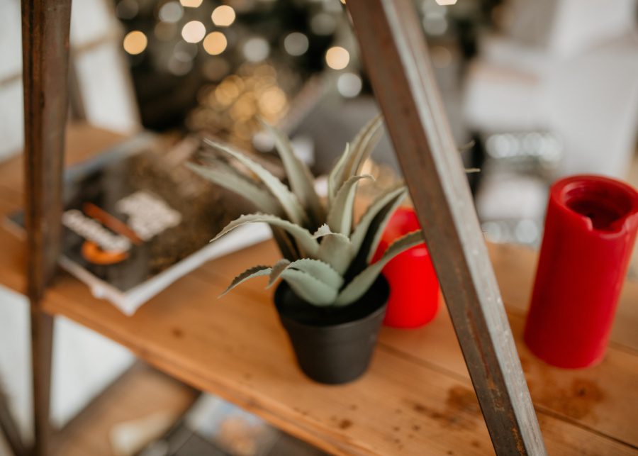 Aloe vera | Indoor plants