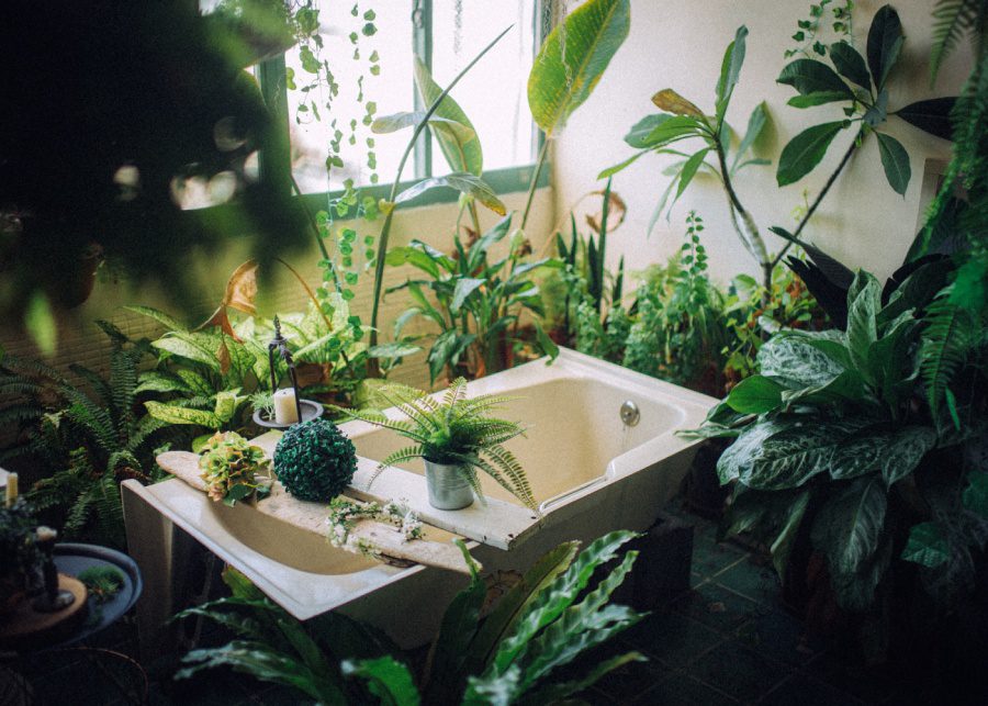 The best indoor plants to grow in Singapore