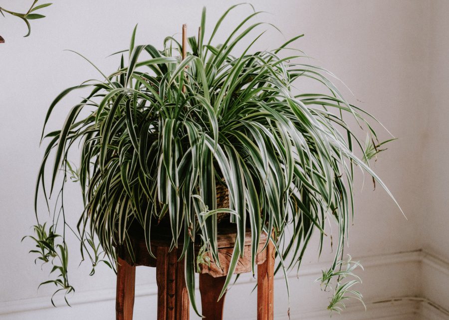 Spider plant | Indoor plants