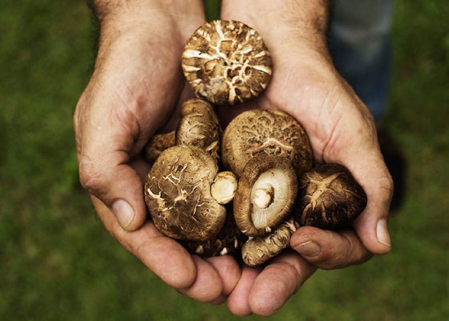 Mushrooms 10 Singapore foods we crave when overseas Honeykids Asia