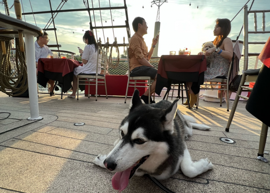 dog-cruise-royal-albatross-singapore