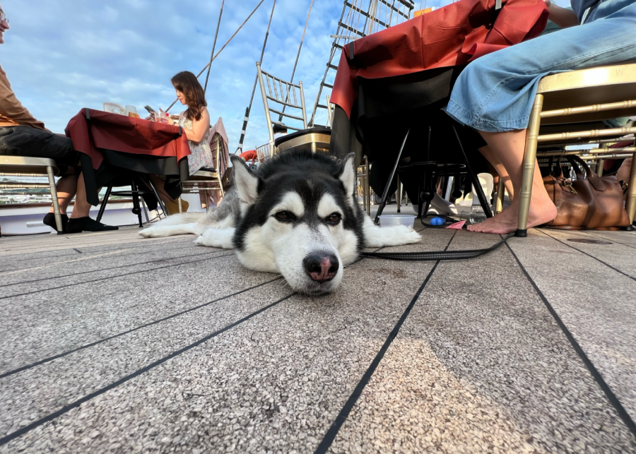dog-cruise-singapore