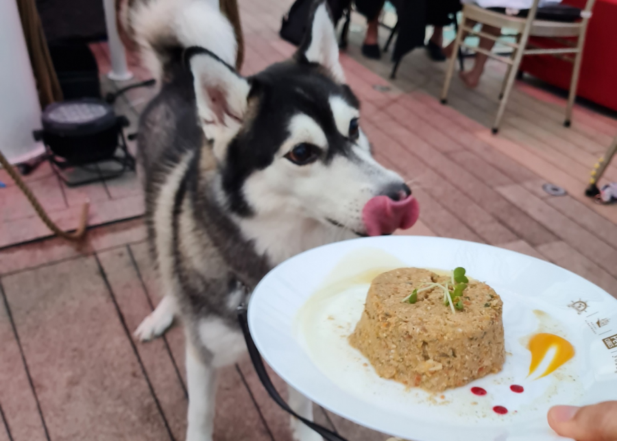pawfect-sunset-cruise-singapore-dinner-dog-dishes