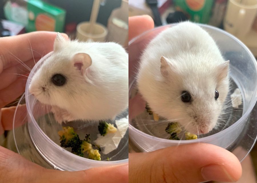 Hasmters | Best small pets for kids in Singapore