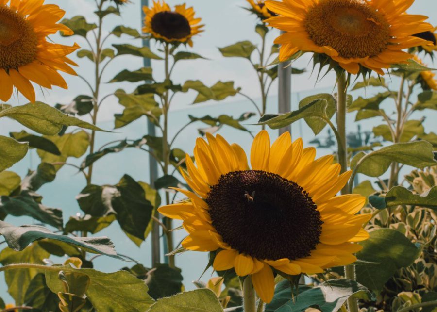 visit-sunflower-garden-changi-airport-with-family-singapore