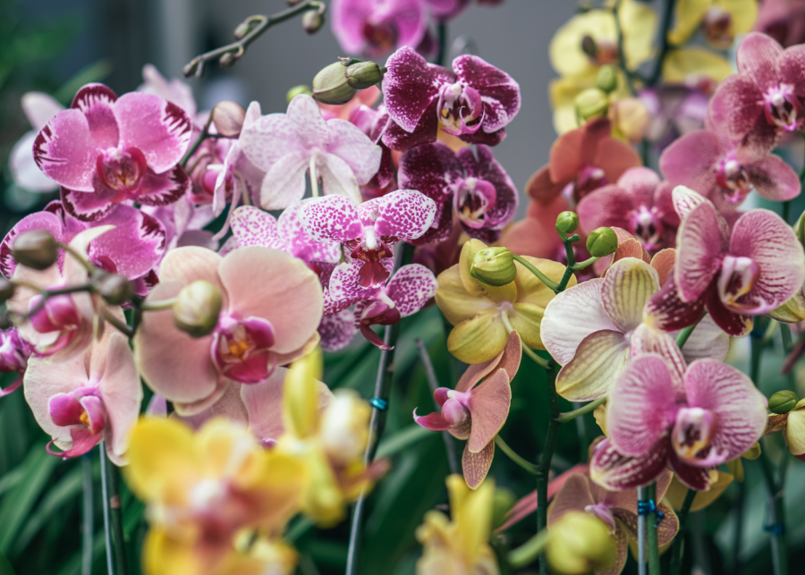 Singapore Orchids flowers Ardi Evans via Unsplash