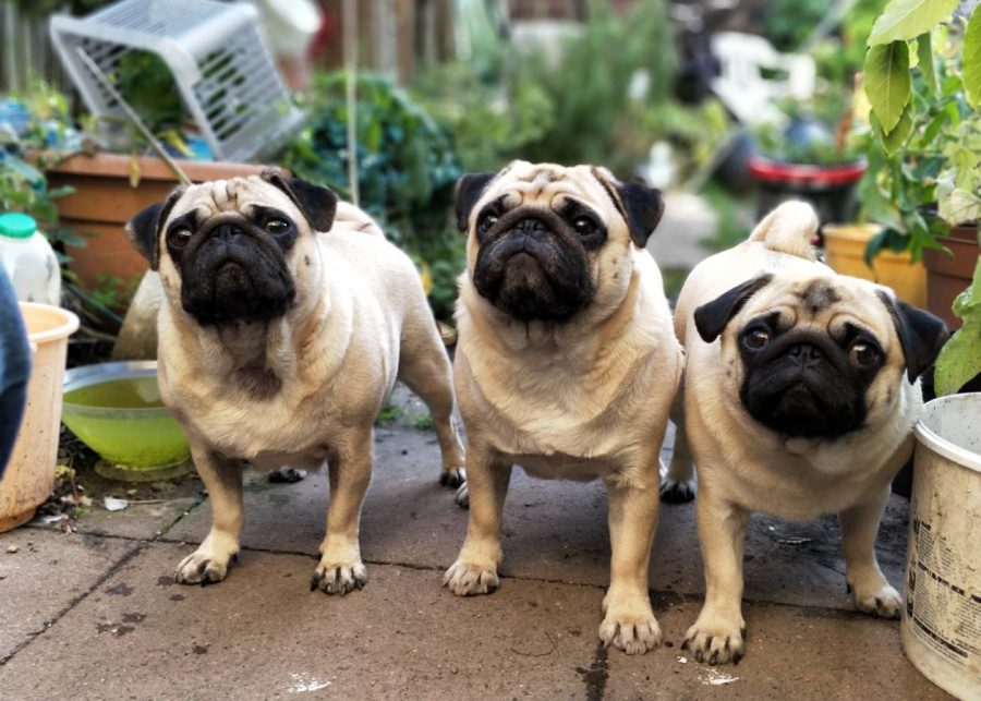 kids-school-holidays-singapore-pug-cafe