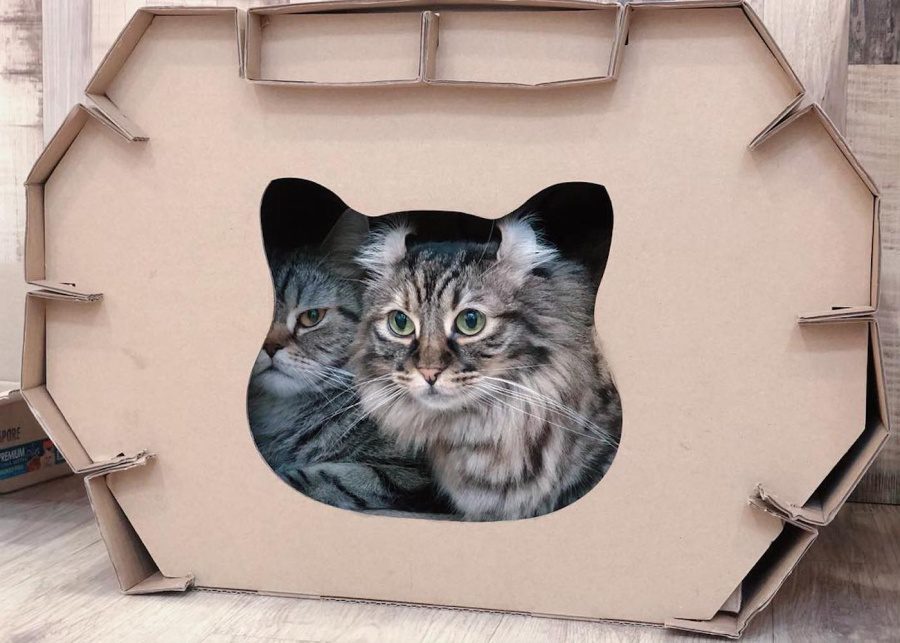 cat cafes singapore meomi cat cafe