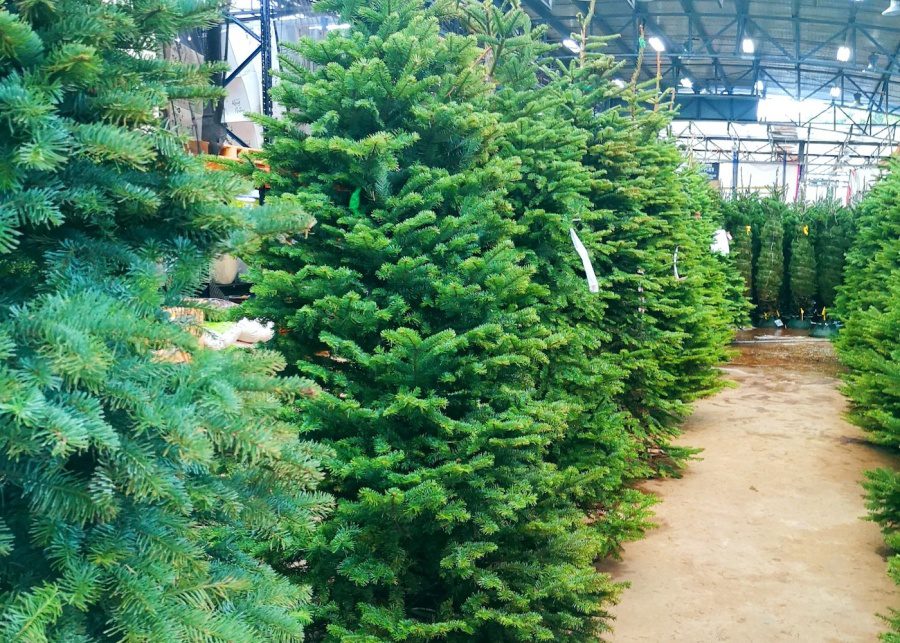 live christmas tree real far east flora singapore preorder