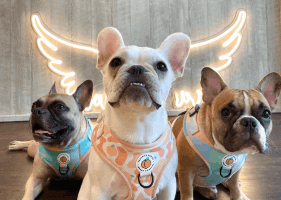 dog cafes in singapore