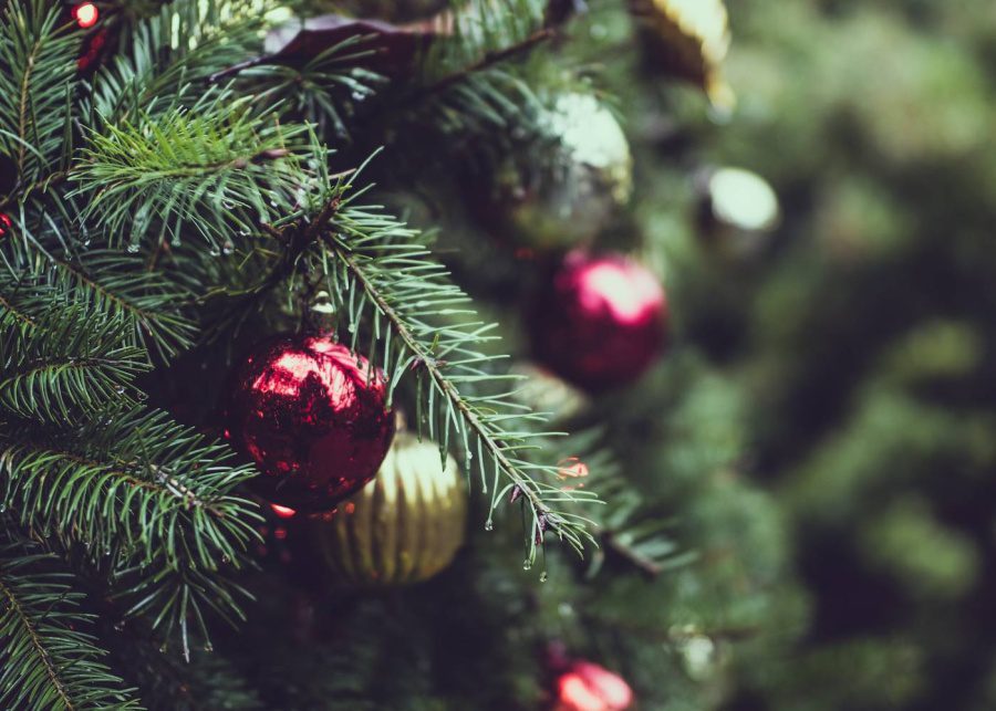 where-to-buy-christmas-trees-in-singapore