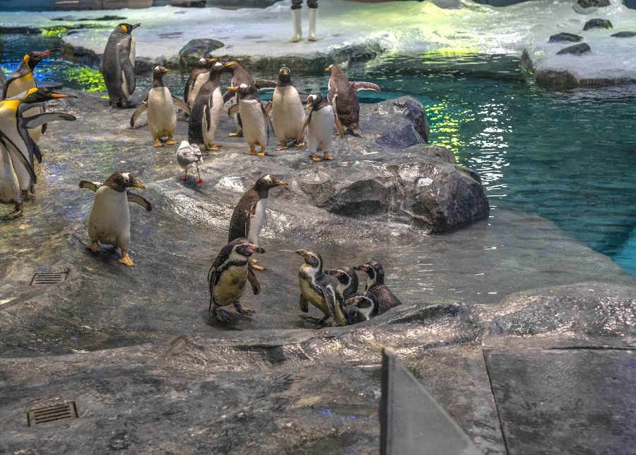 bird paradise singapore penguin cove