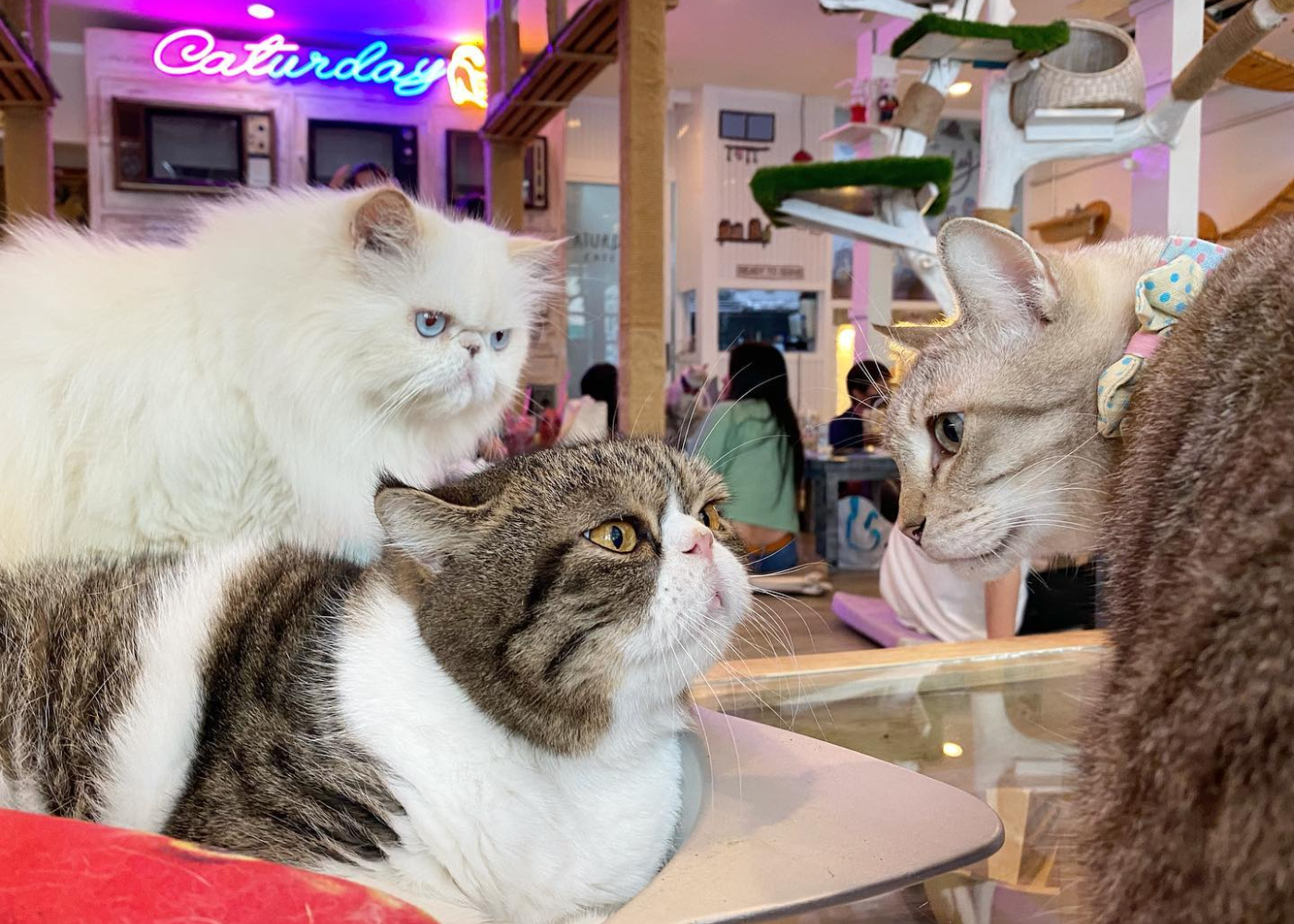 Caturday Cat Cafe Bangkok Thailand things to do with kids