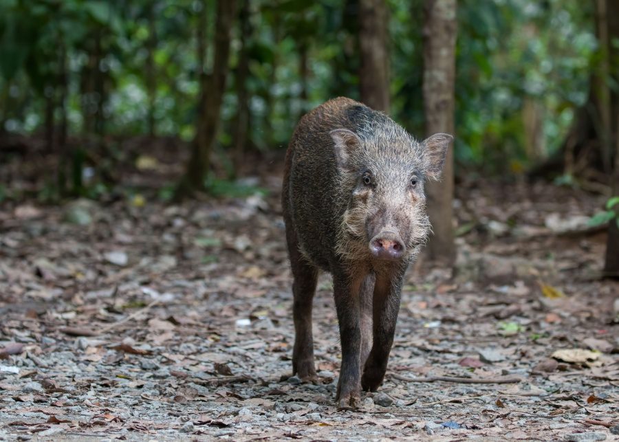 wild boars singapore nparks max khoo