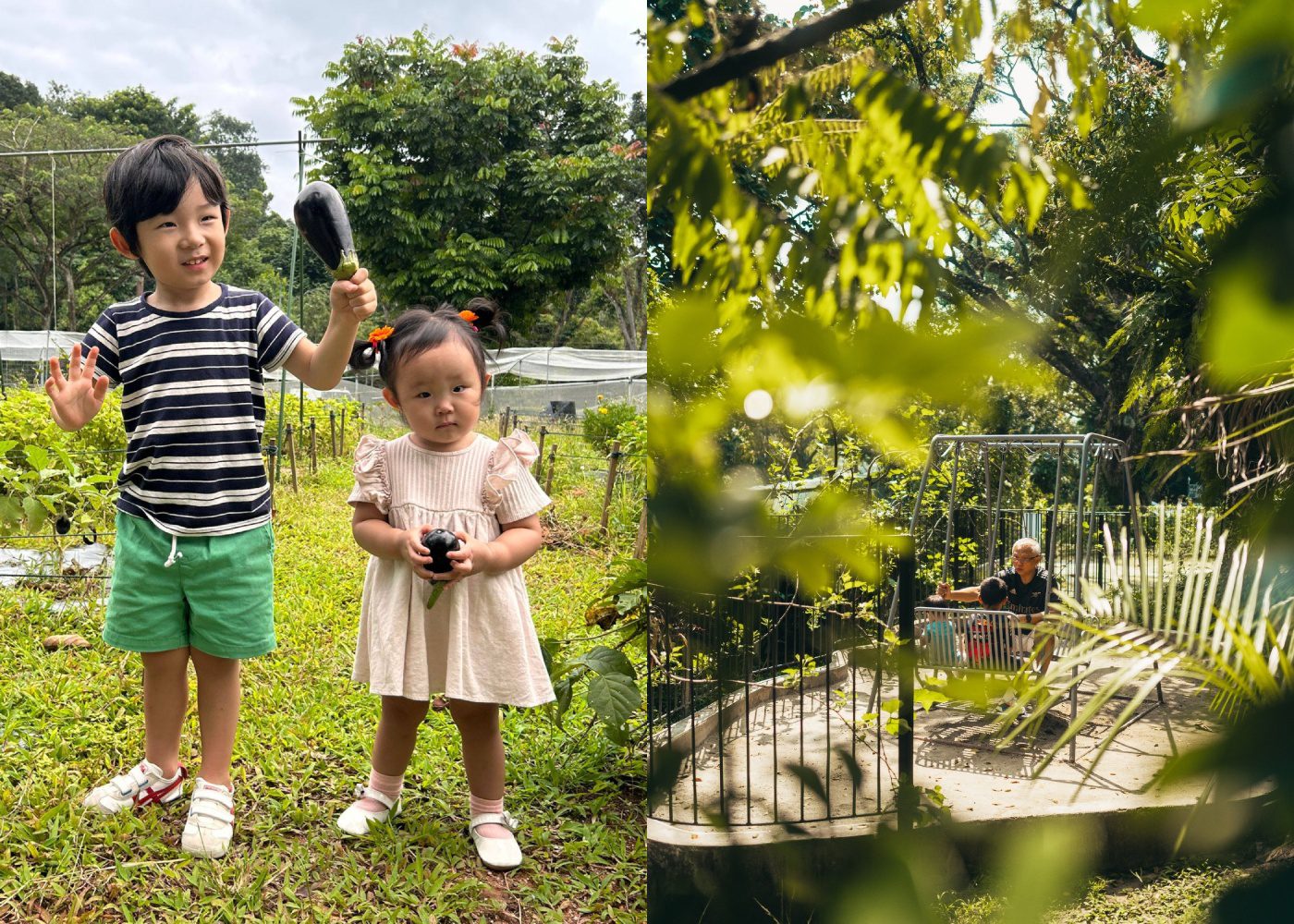 farms-to-visit-with-family-singapore-urban-farm-open-farm-community