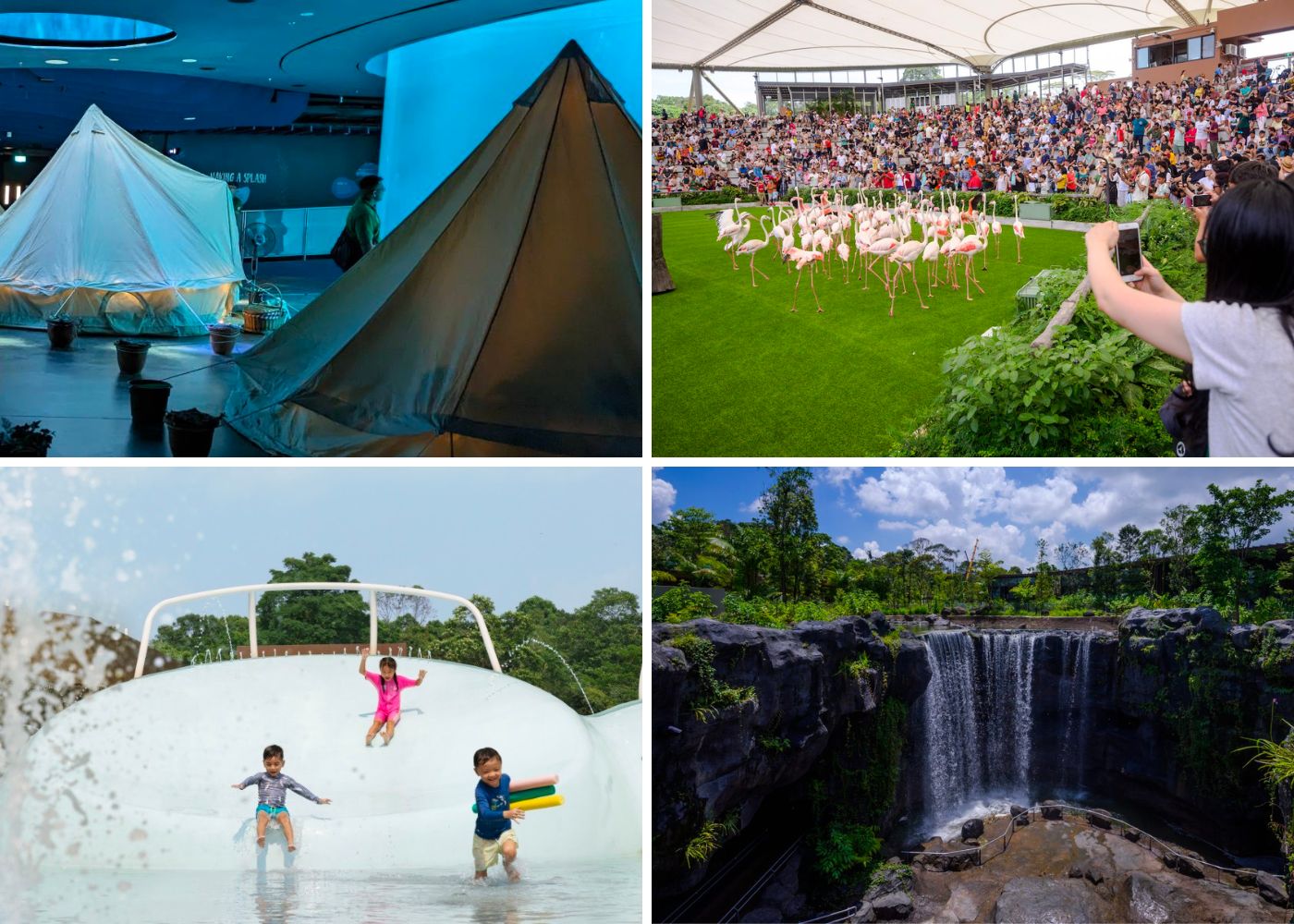 Guide to Bird Paradise Singapore with kids: Things to do, ticket price, & live show time