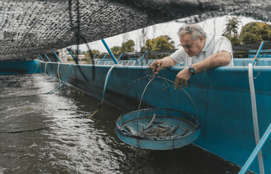 blue aqua shrimp farm in singapore