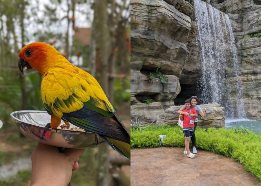 glamping experiences in singapore aviaries at bird paradise