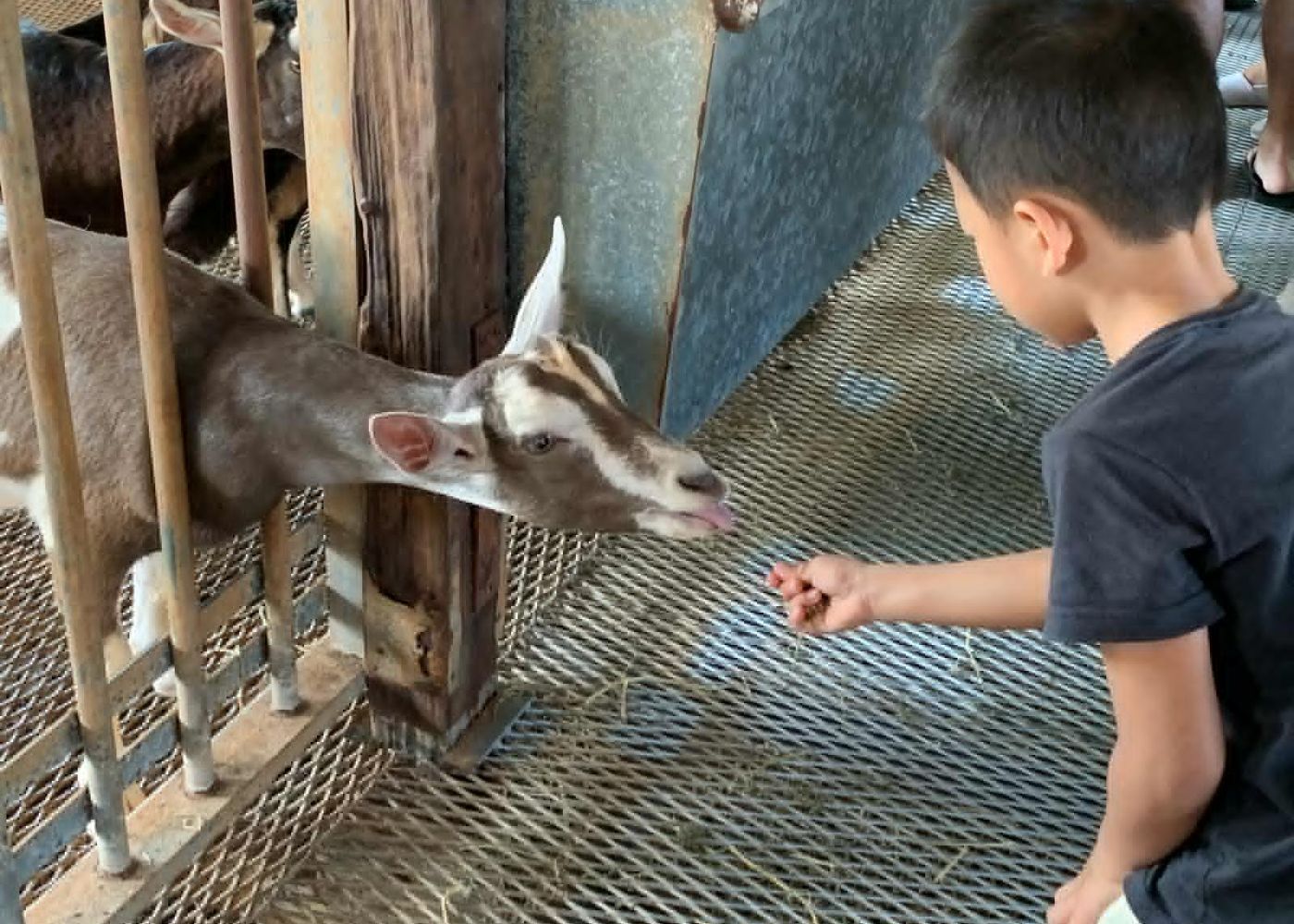 hay dairies goat farm singapore
