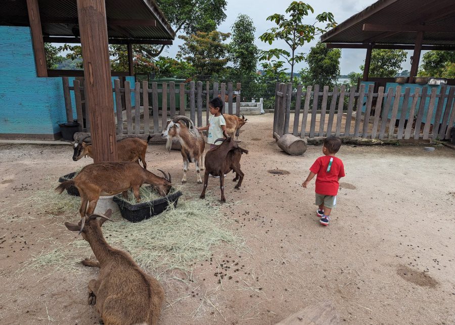 kidzworld singapore zoo farm petting goats