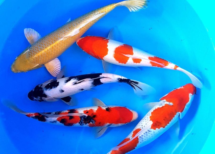 nippon koi farm fish farm singapore