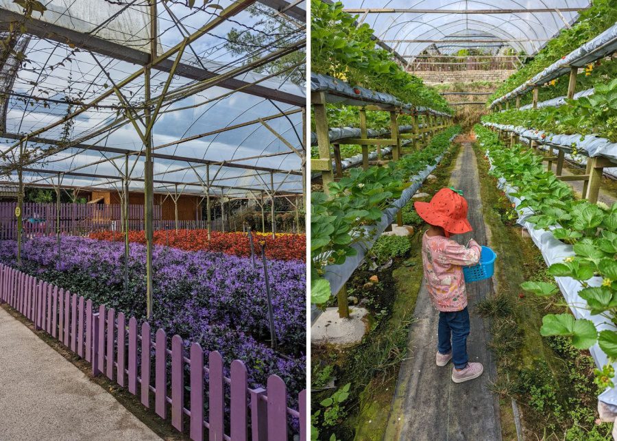 genting strawberry leisure farms review malaysia