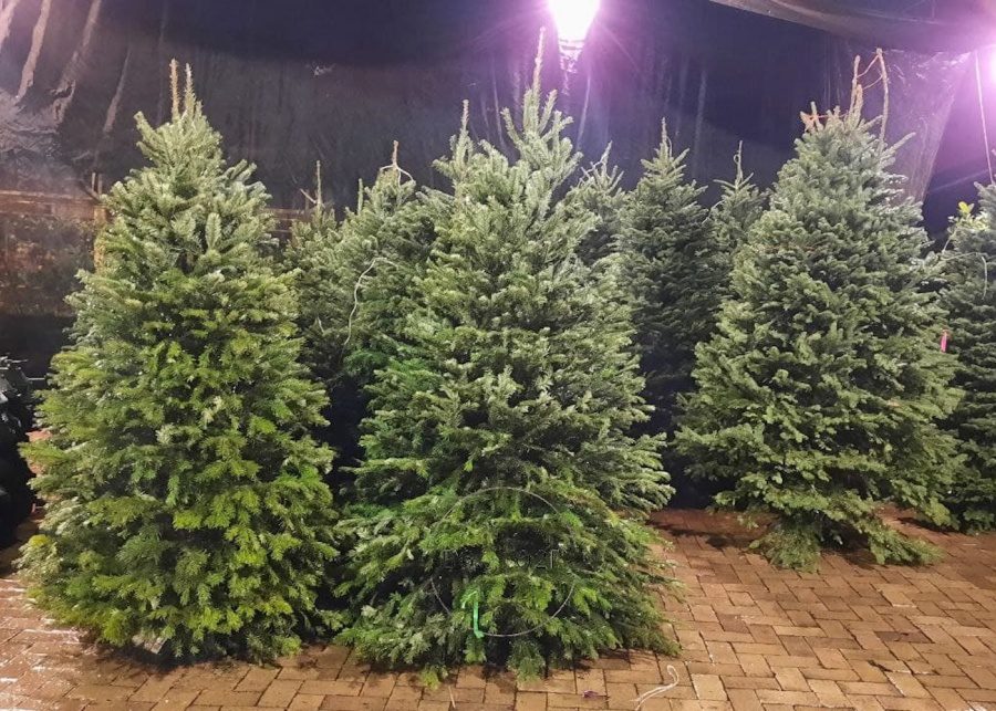 live christmas tree singapore bedok garden landscaping