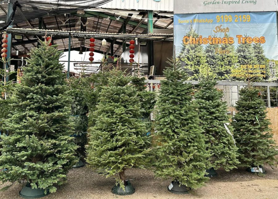 live christmas tree singapore candy floriculture thomson