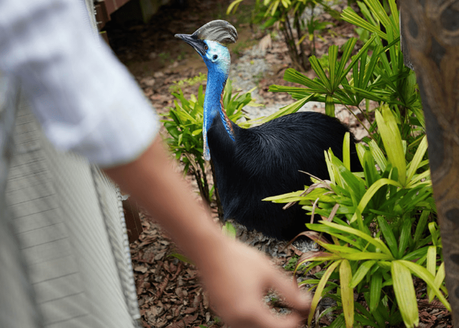 Cassowary Feeding at Bird Paradise